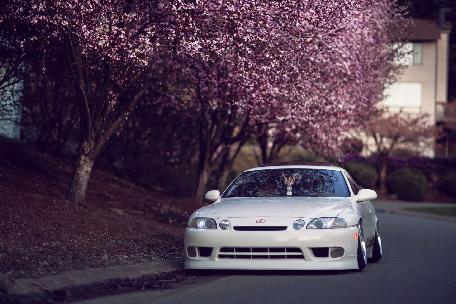 lexus subcutáneo 400 tuning coche japón hellaflush lexus blanco calle árboles sakura