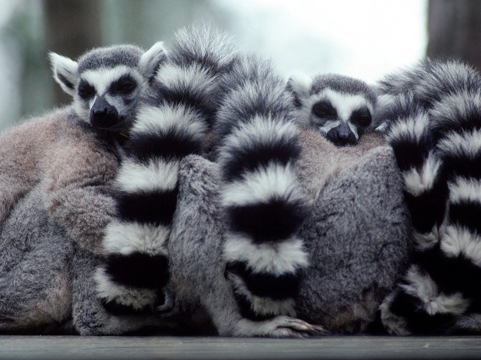 a lump of lemurs ring-tailed lemurs black lemurs tails strips white