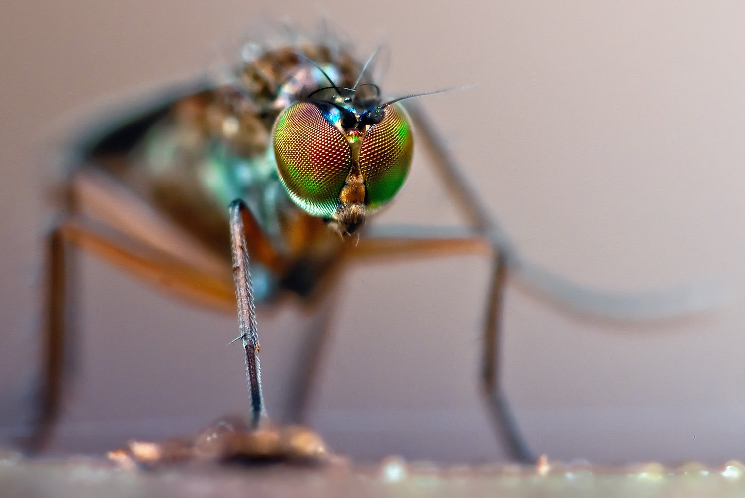 insecte yeux facette gros plan