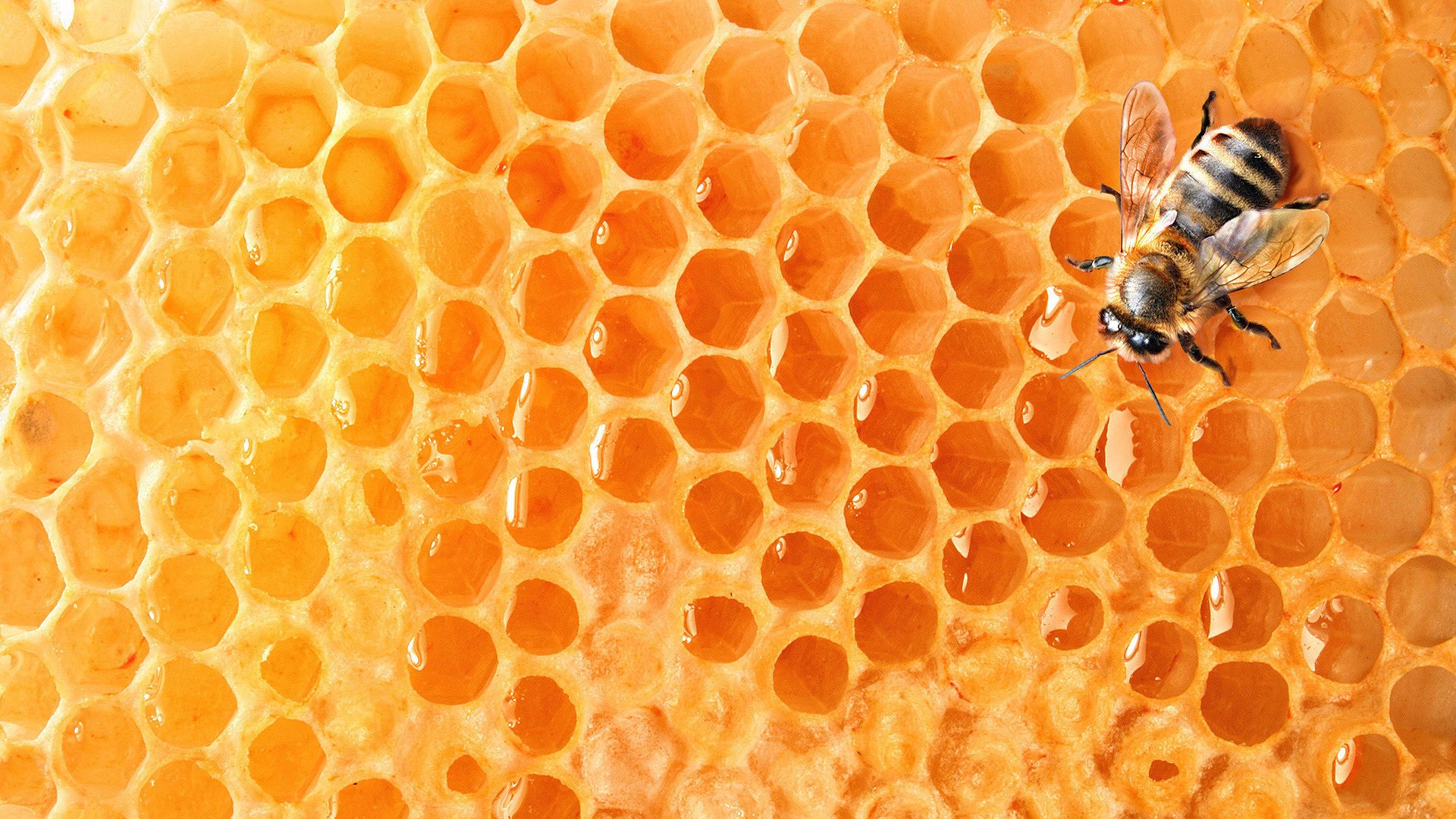 biene honig waben struktur bestände propolis makro insekt orange tiere bienenzucht