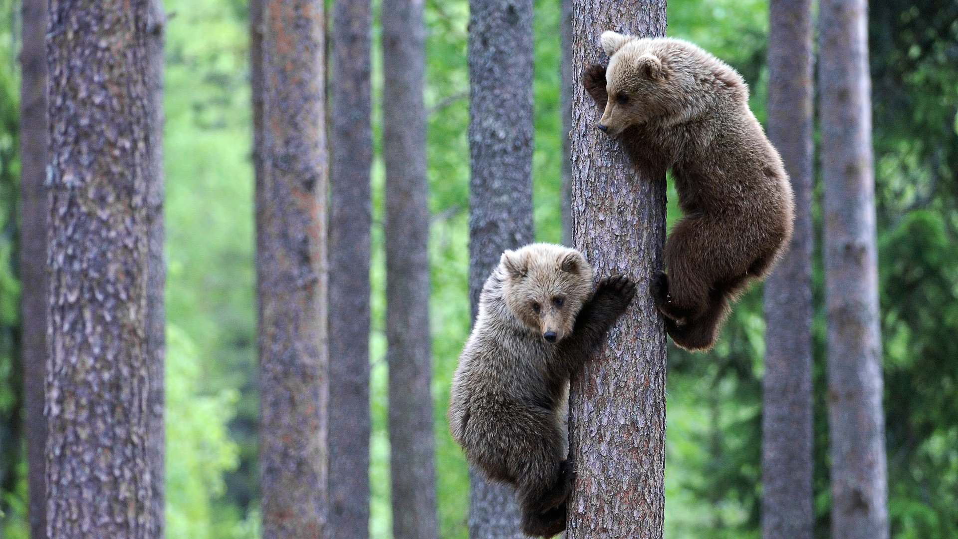 medvedik bears cubs animals mind nature forest positive