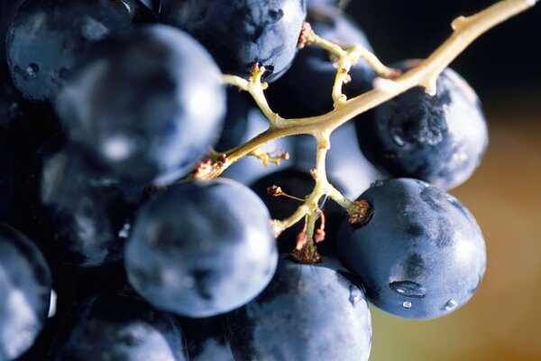 A brush of ripe black grapes