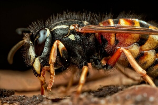 Insect hornet in macro shooting