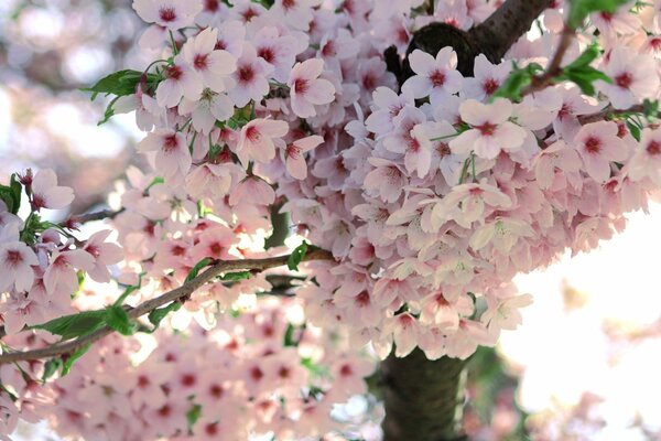 Fleurs de cerisier au printemps, abondance de fleurs