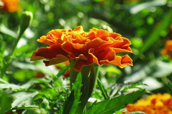 Arancione calendula krypnym piano