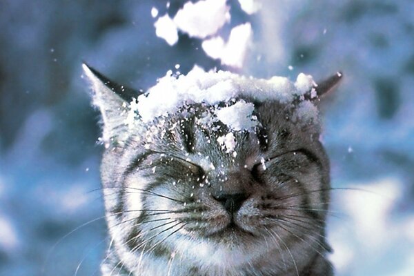 Śnieżny Kot w zimie