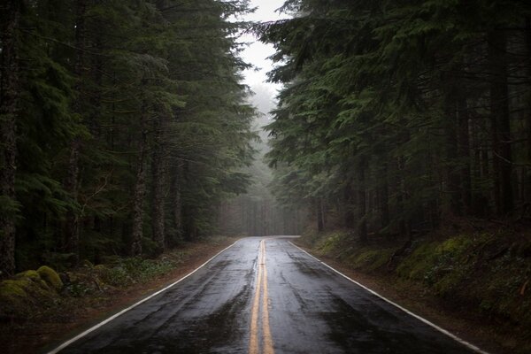 A road in the forest. Tall trees