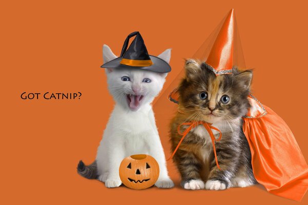 Веселые котята в костюмах на хэллоуин