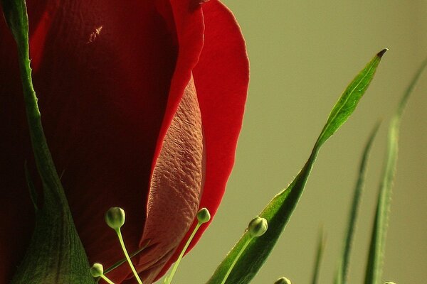 Red rose, strong bud close-up