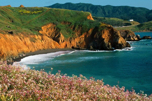 View of the surf from the field, with buckwheat flowers