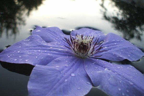 Schöne Blume am Spiegelsee