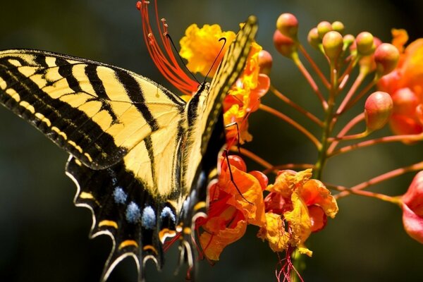 Heller Schmetterling auf Blumen