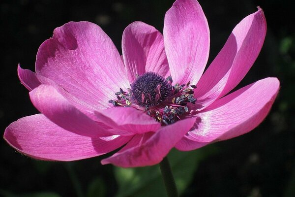 Schöne rosa Blume verschönern Sie Ihren Bildschirm