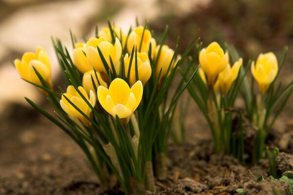 Prímulas en el Suelo desnudo en primavera