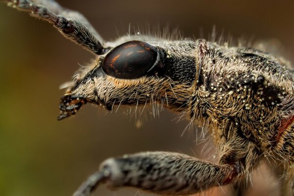 Усики и глаза насекомого в съёмке макро