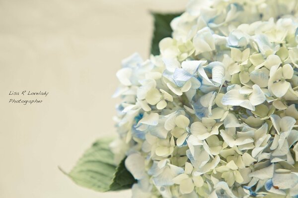Weiß-blaue Hortensie