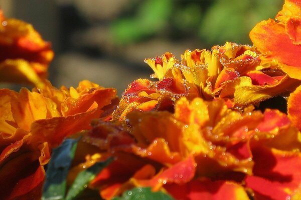 Helle Ringelblumen mit Morgentau