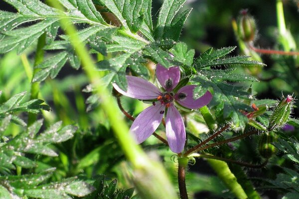 Lila schöne Blume Fadenkreuz