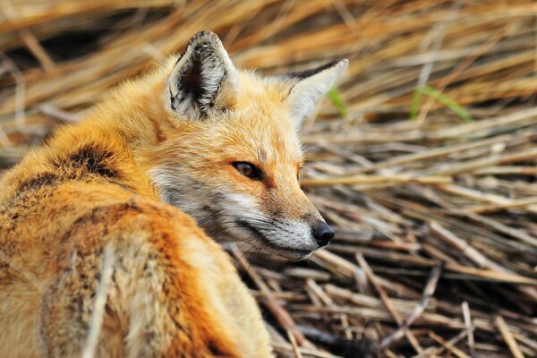 A red-haired sly fox in the hay