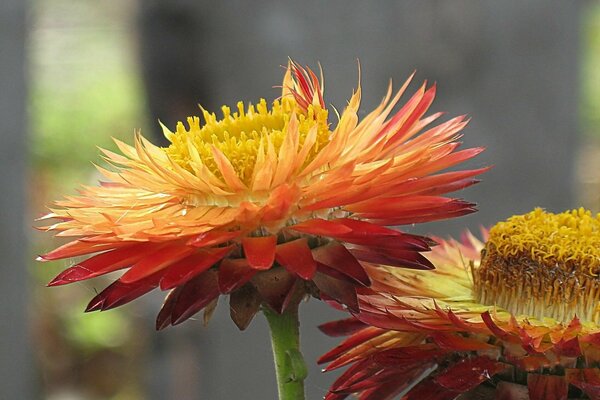 Bright dried flowers with lots of leaves