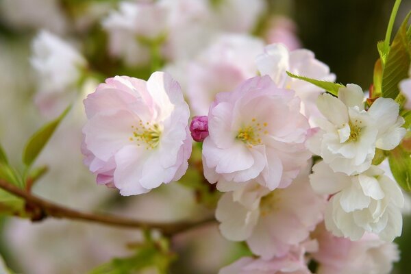 Foto macro di fiori di ciliegio