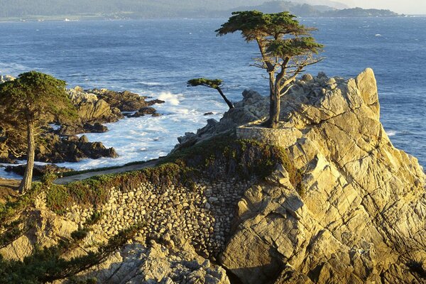 Arbres sur un rocher au bord de la mer