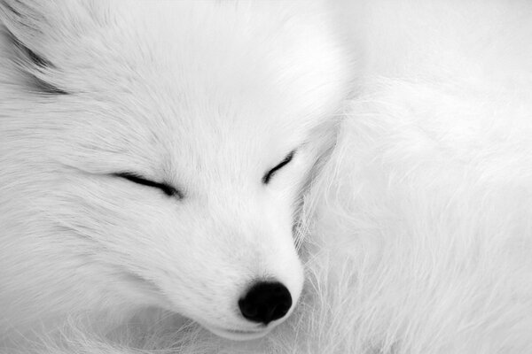 A snow-white arctic fox with a cute muzzle