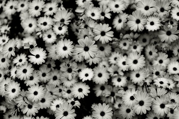 Piękne kwiaty zdjęcia makro