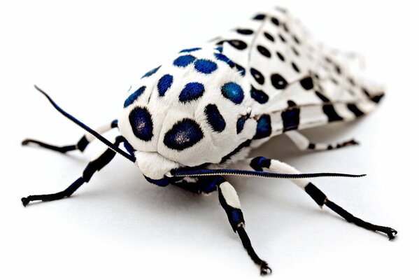 Beautiful patterns on the body of a moth in macro photography