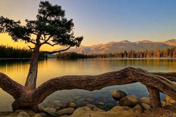Sunset with a view of the lake near a fallen tree