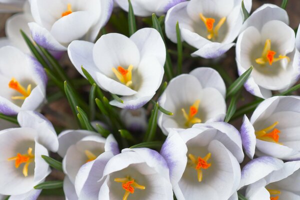 Mazzi di fiori di croco primaverile