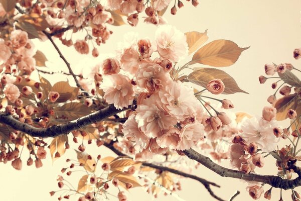 Flowering branches on a pink background