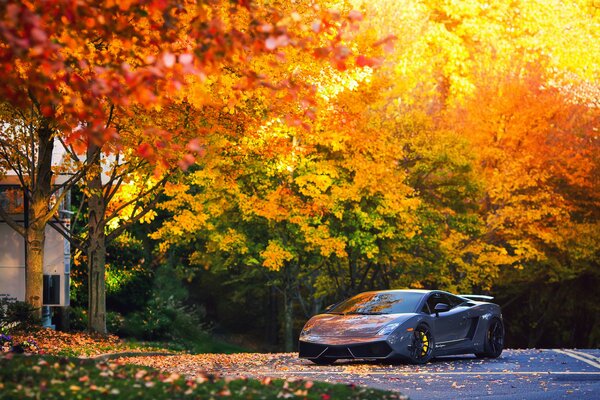 Auto sportiva. Sullo sfondo di un albero con foglie gialle