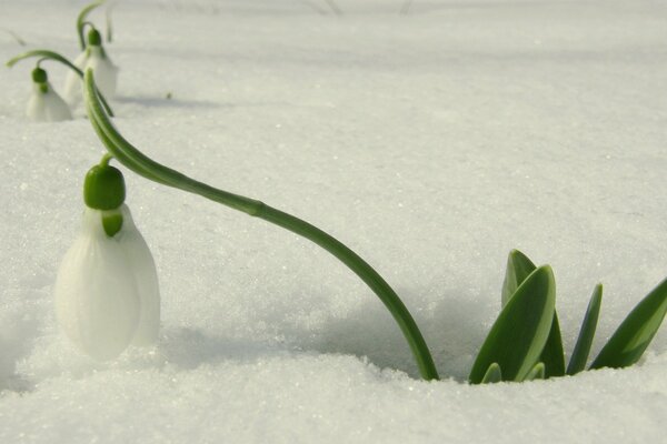 Maiglöckchen, das sich im Frühling durch den Schnee schleicht