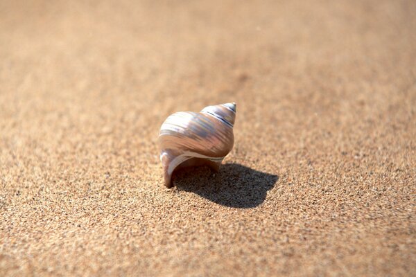 A shiny shell on brown sand