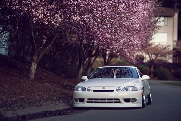 Weißer Lexus am Straßenrand in der Nähe von Sakura
