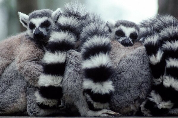 Famiglia di lemuri dalla coda a strisce