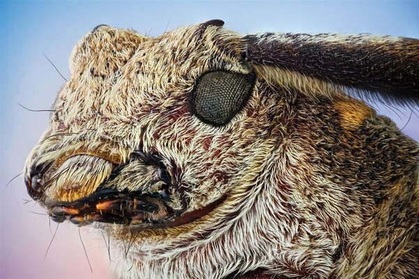 Makro fotografowanie świata zwierząt królik z chrząszczem