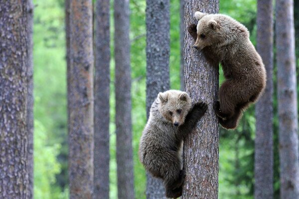 Cachorros de oso en un árbol en el bosque