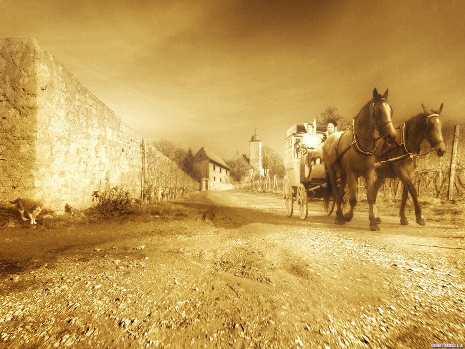 chevaux chevaux route chat