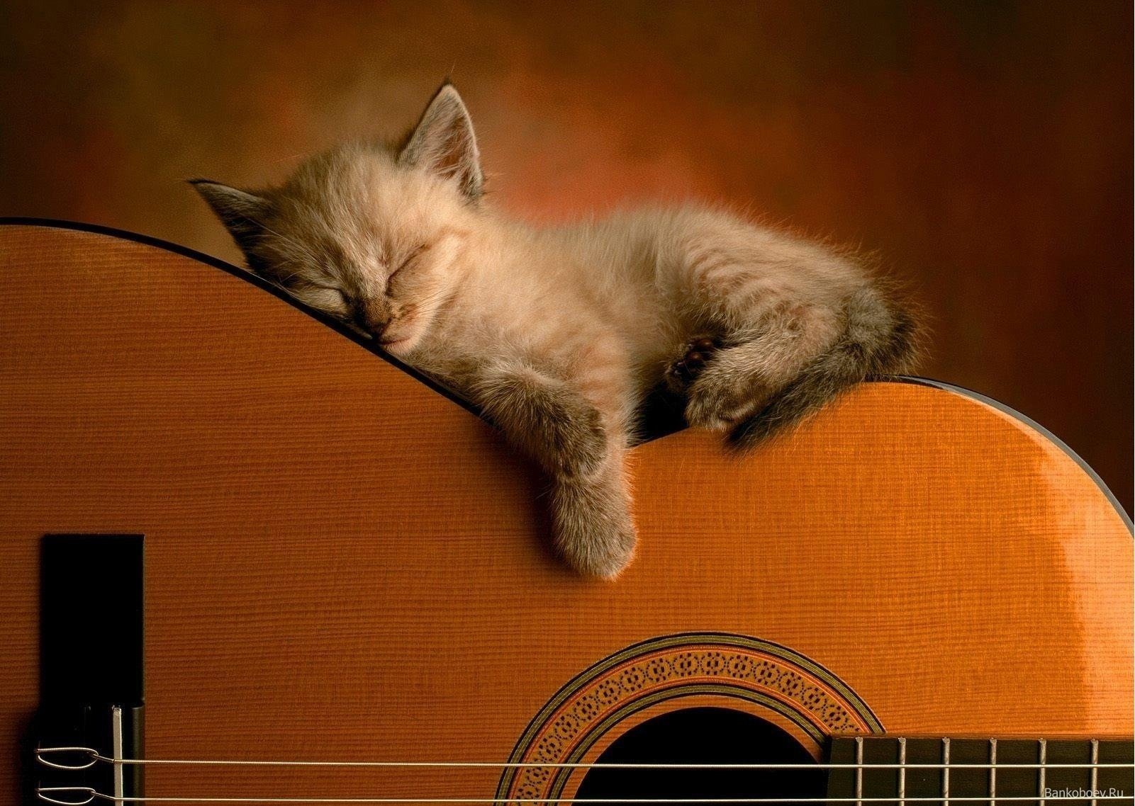 kotek gitara