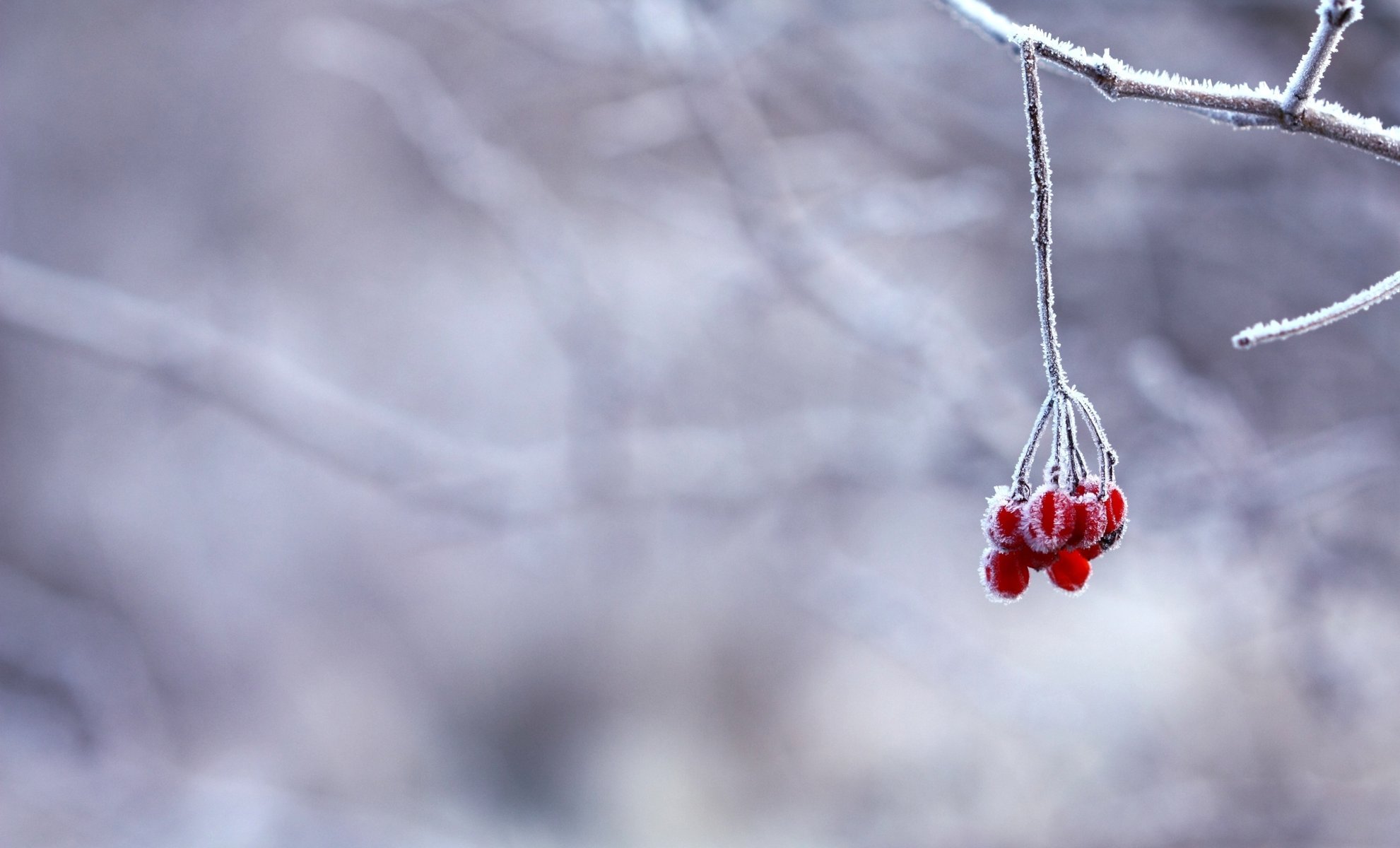 hiver neige givre baies branche rouge