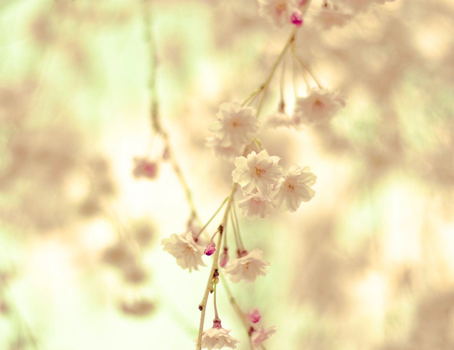 flowers branch cream flowering branch tenderne