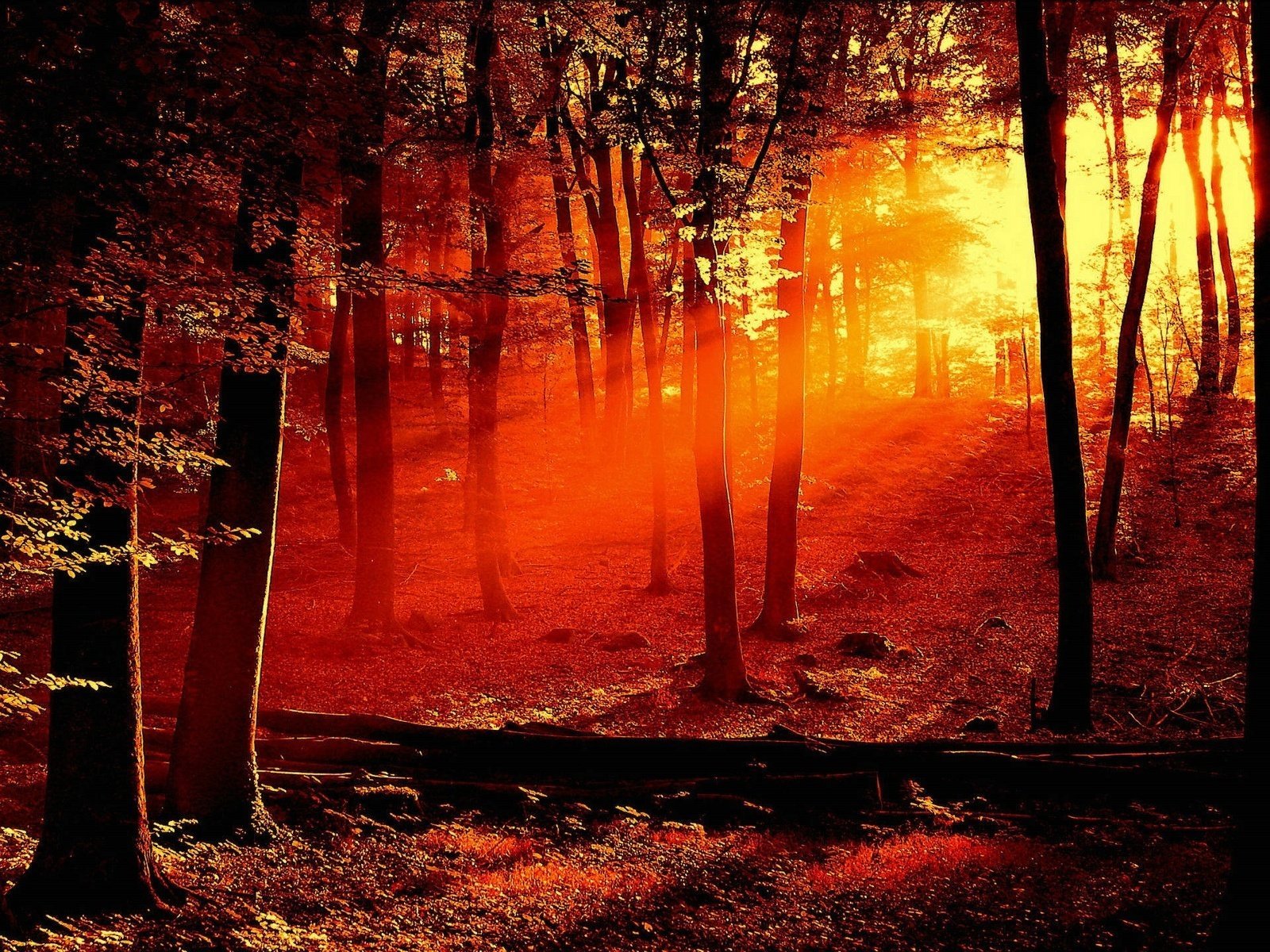 forest light trees shadow