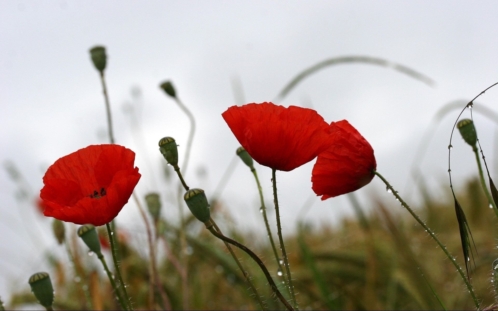 coquelicots fleurs été nature gouttes météo humeur
