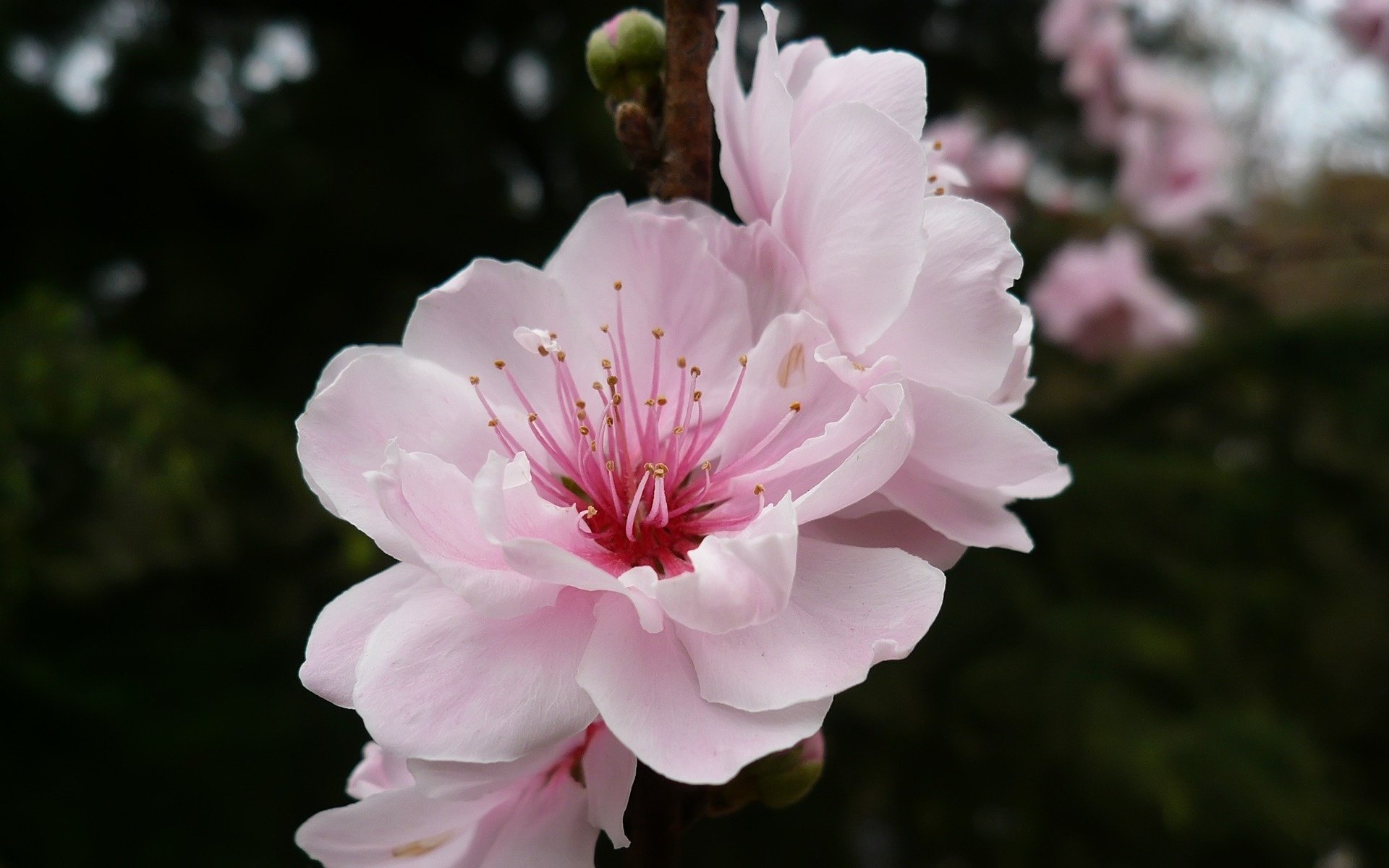 blume kirsche farbe zweig rosa