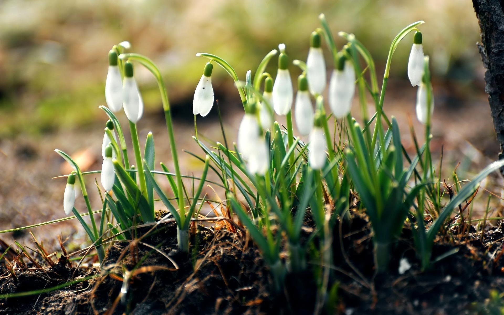 campanillas de invierno flores tierra hierba prímulas blanco primavera