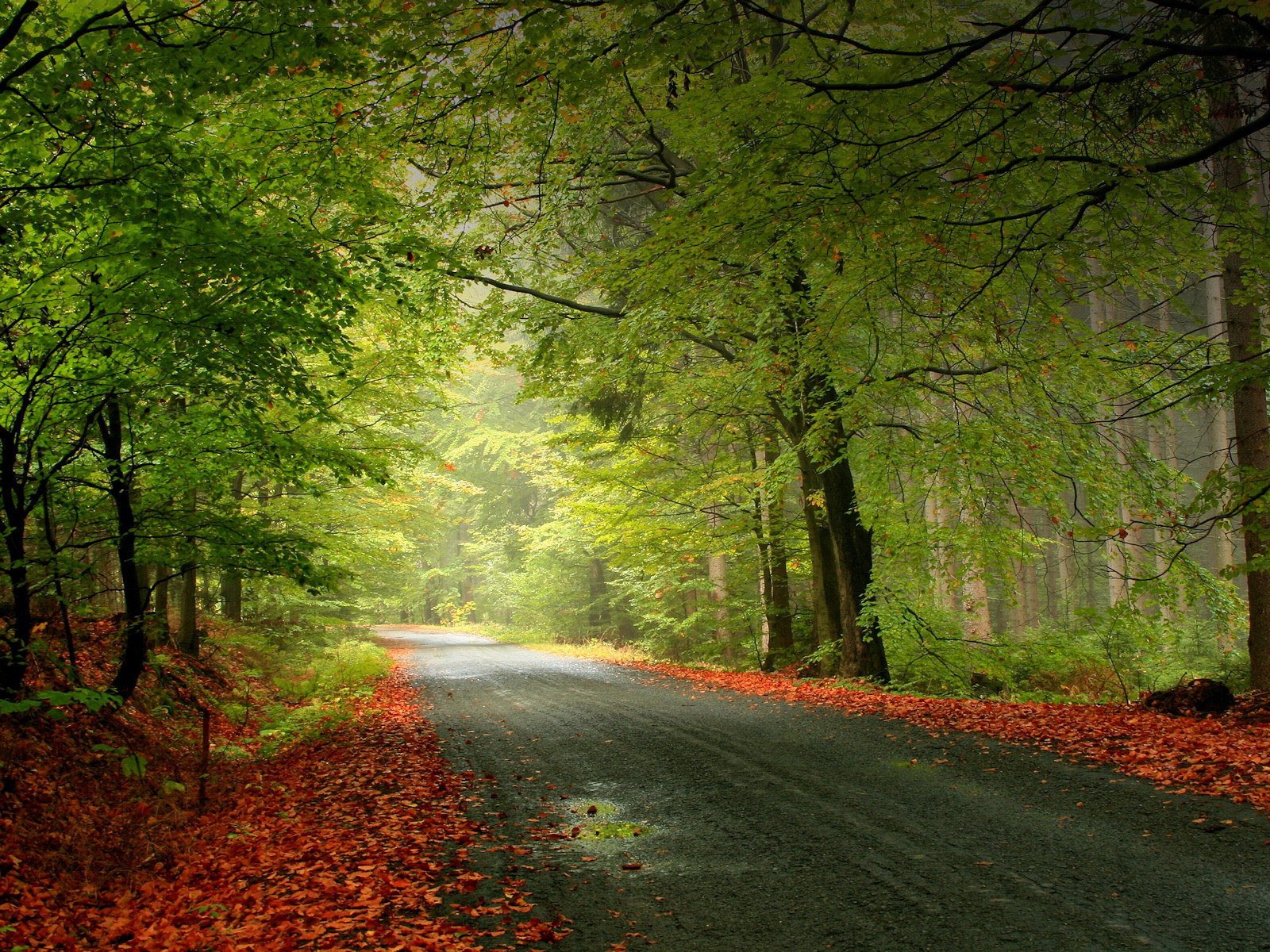 forest road leaves branches light
