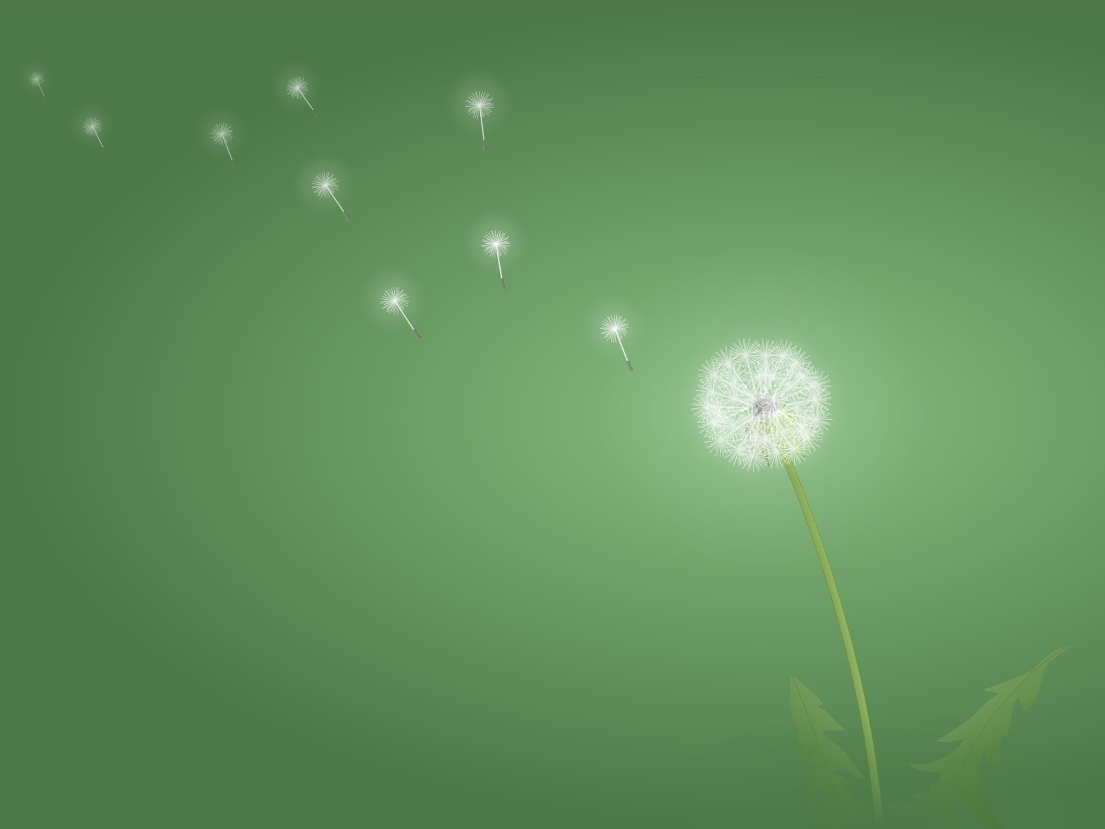 pissenlit minimalisme vert