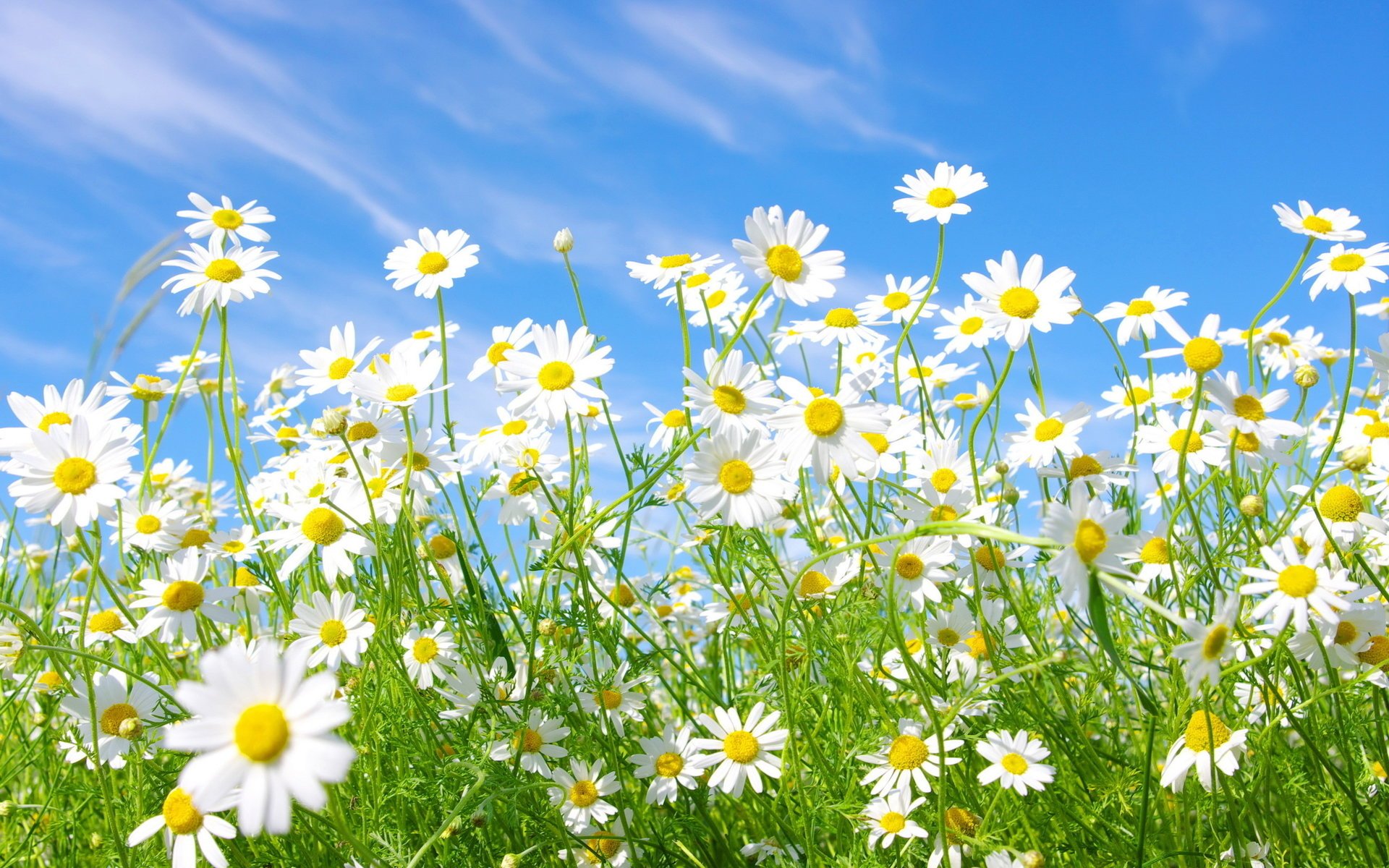 clairière blanc ciel marguerites